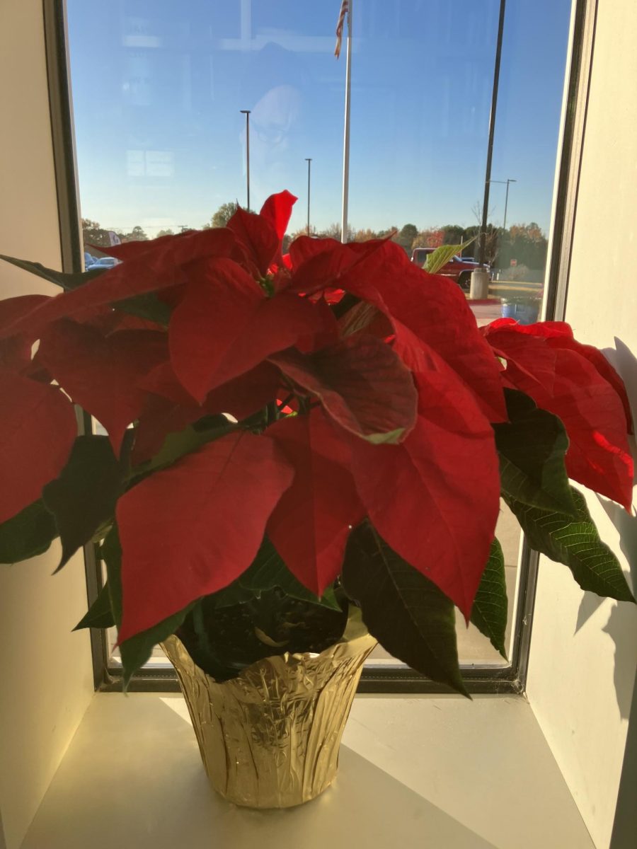 Sylvan Hills Gardening Club Hosts Poinsettia Fundraiser